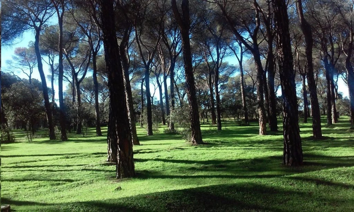 Fondo Monte del Pilar, Majadahonda